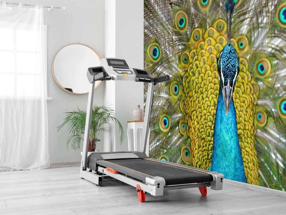 Front view of a peacock